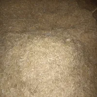 کاه دیمی