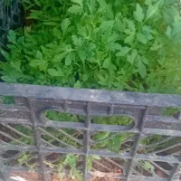 نهال گوجه فرنگی