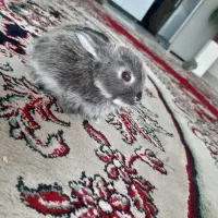 خرگوش لوپی کوچیک