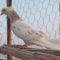 فرش کبوتر