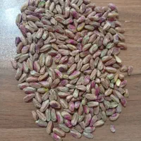 مغز اکبری لوکس