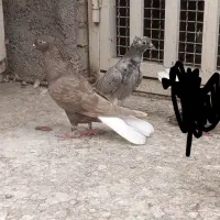 دمسفید|پرنده|اهواز, فتح|دیوار