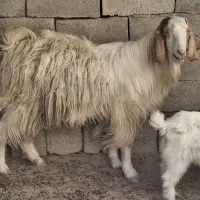 یک گوسفند نر به فروش میرسد