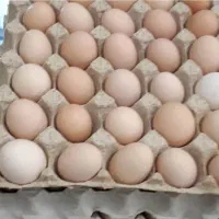 تخم مرغ نطفه دار