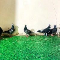 کبوتر المانی نر ماده