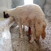 بره نر سنجابی