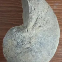 فسیل