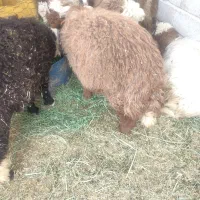 گوسفند بره نر