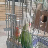 عروس هلندی کوتوله فنج