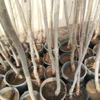 درخت میوه نهال