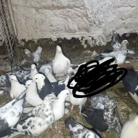 کفتر پرشی به شرط یجایی