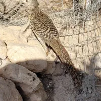 دو جفت مرغ وخروس زیبای رنگارنگ خارجی تخم گذاروبالغ