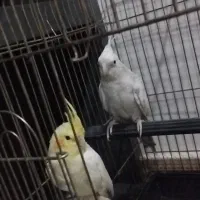 جفت عروس هلندی  قرعه ک  ش  ی