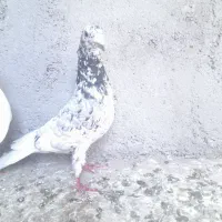 کبوتر سارهفرنگ