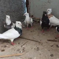 کبوتر طوقی
