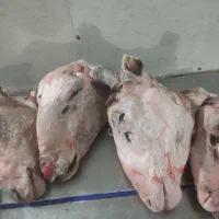 نیروی اتباع برای کار در طباخی