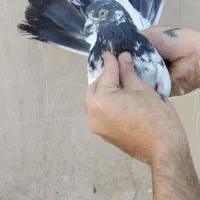 12تاکبوترپرش سنگین