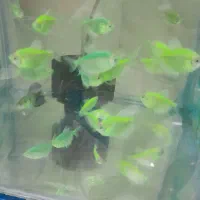 ماهی  شب عید کالر و زبرا