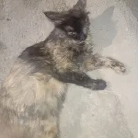 گربه