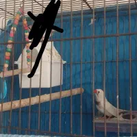 فنج نر سفید با قفس 350