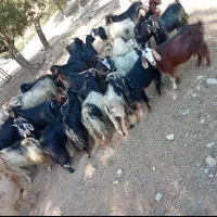 یک راس بزقصابی