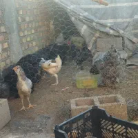 مرغوخروس بر هما و انواع جوجه سلطان وگلین