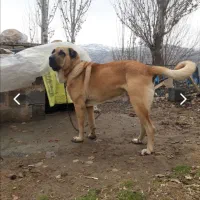 سگ ک لاه بردار