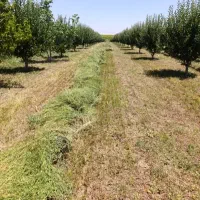 یونجه بسته بندی خشک