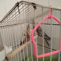 پرنده عروس هلندی