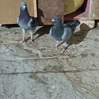 کفتر