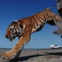 صندلی پرتابل تتو