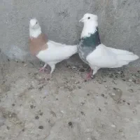 نروماده طوقی