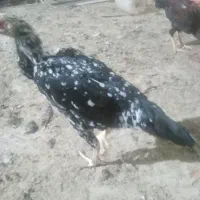 فروش کود مرغی خشک خشک