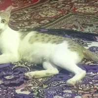 واگذاری گربه