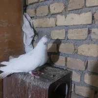 نوک قنار
