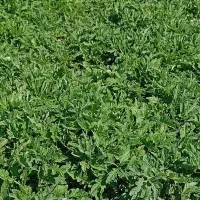 نشا گوجه فرنگی سوپر داش با قیمت مناسب