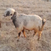 فروش دو عدد کاوه قوچ ترکی روزگاری داشتی درجه یک