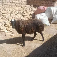 گوسفند چاق