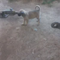 توله سرابی