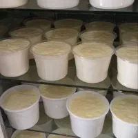 ماست سنتی پرچرب