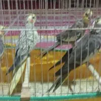 با سلام خدمت دوستان 4عدد عروس هلندی دارم