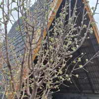 طراحی ساخت سوله کلبه ویلا سوئیسی سنتی در۴۰روز
