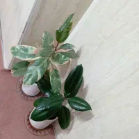 گل دونه ای 120هزار مفت با تخفیف