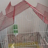 عروس هلندی نر با قفس