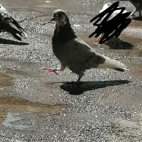 کفتر|پرنده|خمین, |دیوار