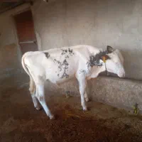 دوعددگوساله نر