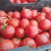 گوجه ربی درجه یک عالی کیلو بیست و پنج سبدی کیلو بی