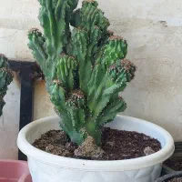 کاکتوس صخره ای