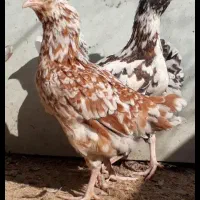 تخم نطفه دار گلین گیل لری