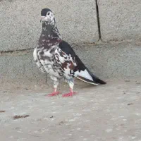 کبوتر ساده افشون